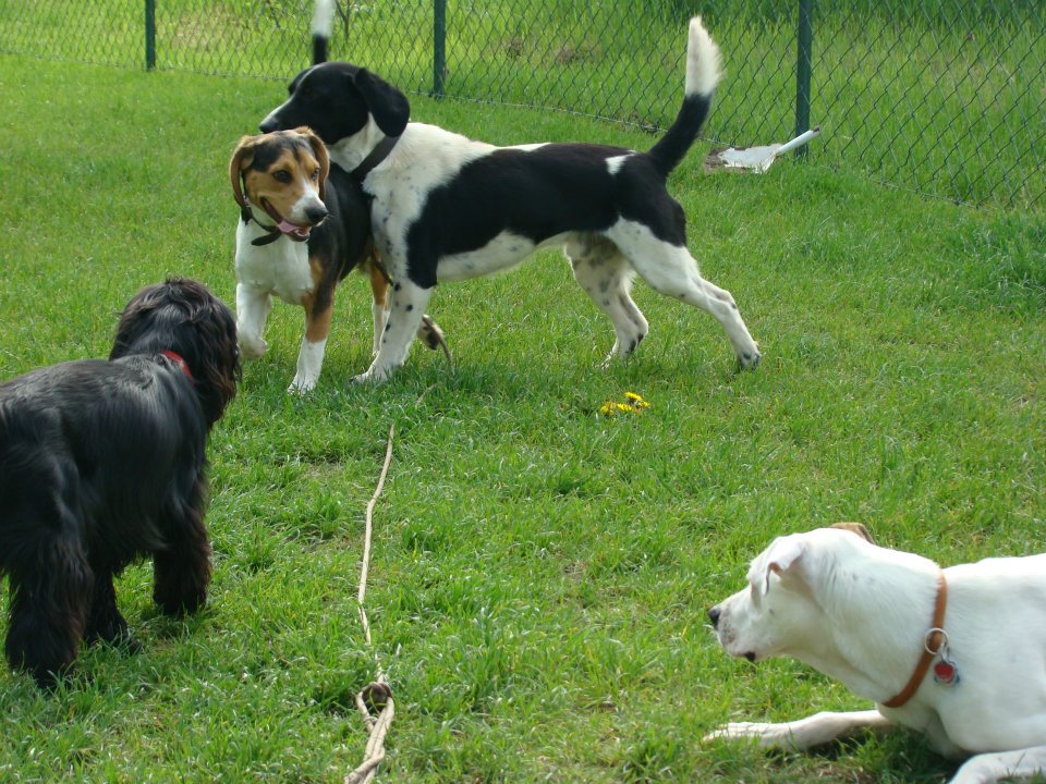 Im Garten beim Sozialen Kontakt mit anderen Hunden